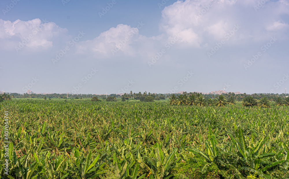 Hampi, Karnataka, India - November 5, 2013: Rich green agricultural land around Kamalapura Lake, under blue cloudscape. Young green banana plantation up front.