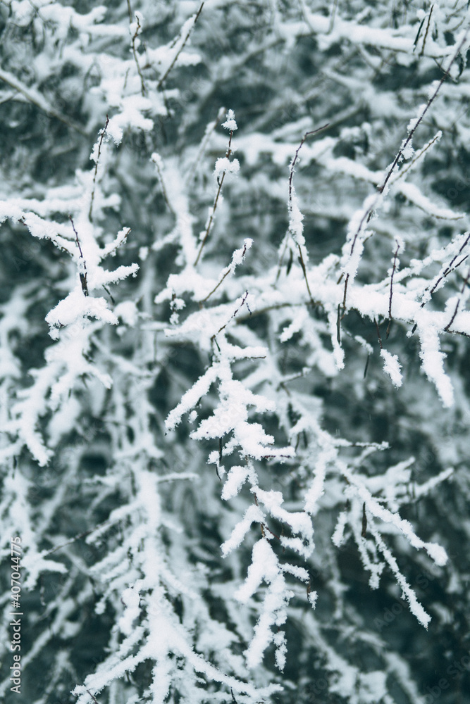 Schneebedeckte Pflanze, Baum, Ast Schneebedeckte Pflanze, Baum, Ast