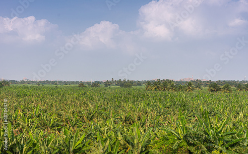 Hampi, Karnataka, India - November 5, 2013: Rich green agricultural land around Kamalapura Lake, under blue cloudscape. Young green banana plantation up front.
