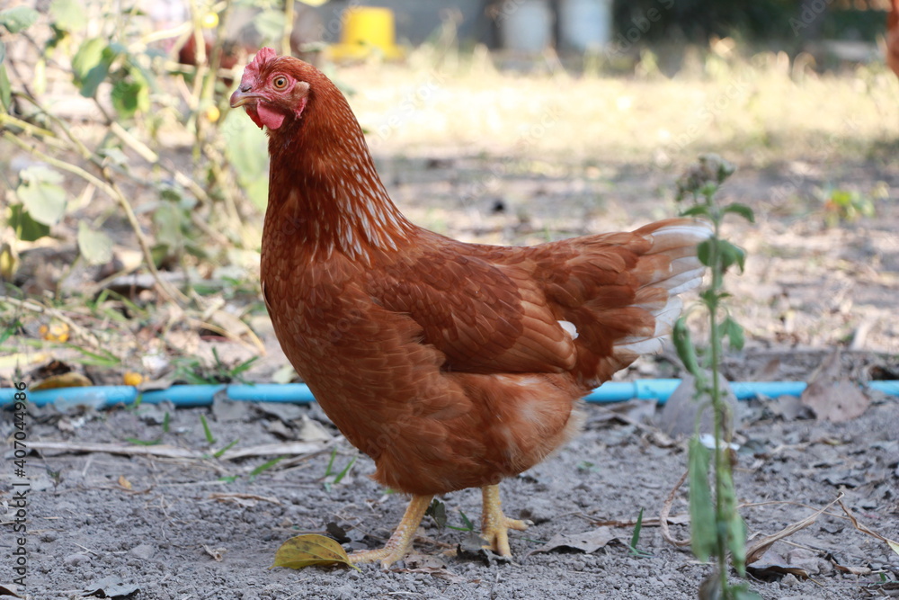 The hen was eating food on the ground outdoor at organic farm.