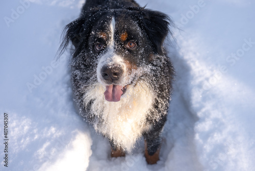 bernese mountain dog covered with snow lying in the big snow drifts