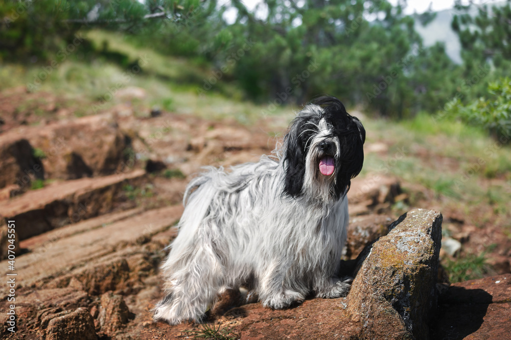 Tibetan terrier dog stands calmly on mountain cliff looking at camera with beautiful evergreen trees behind him. Selective focus, copy space