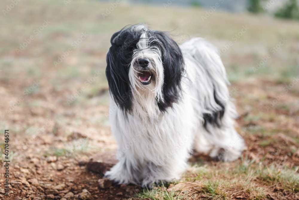 Portrait of Tibetan terrier dog standing on rocky mountain road while looking at camera. selective focus Portrait of Tibetan terrier dog standing on rocky mountain road while looking at camera. selective focus