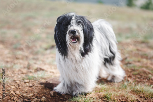 Portrait of Tibetan terrier dog standing on rocky mountain road while looking at camera. selective focus