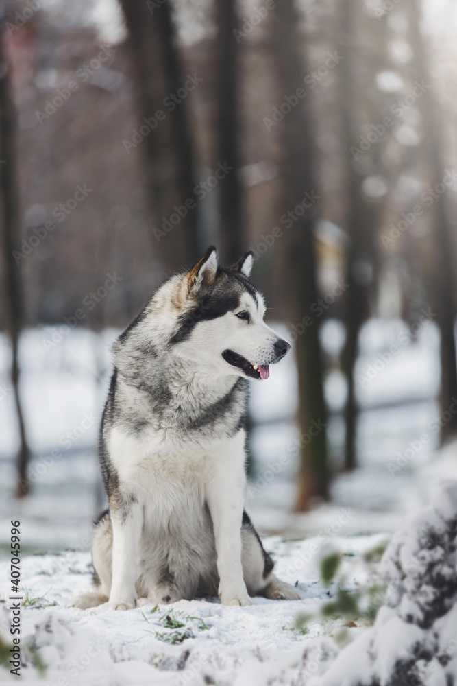 Alaskan malamute dog sitting in the forest and looking away. Snowy forest in winter. Selective focus, blank space