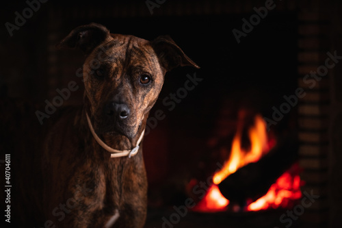 portrait Brown dog with antiparasitic collar near a fireplace