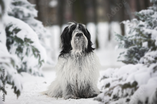 Bild auf Leinwand Portrait of a fluffy  Tibetan terrier dog with snow covered muzzle standing in snow