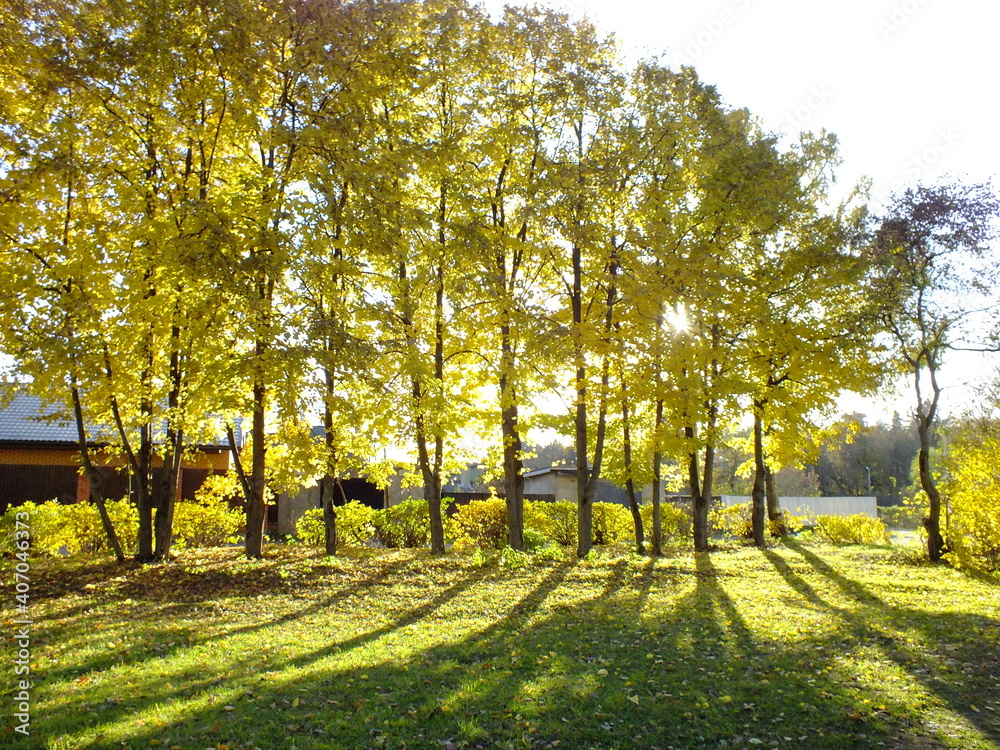 Fototapeta premium Autumn in the park and on the streets, yellow leaves,birches. Walking through the city streets and alleys of the