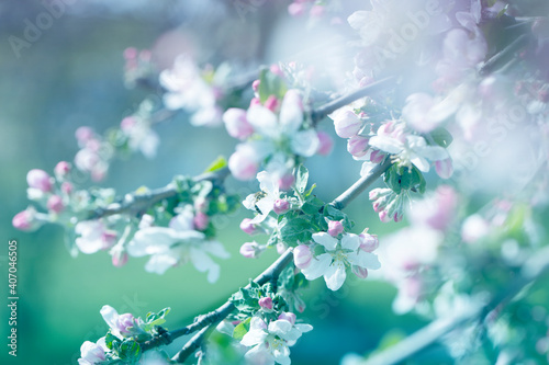 Spring Background. Blossom tree over nature background