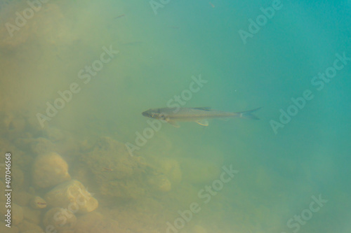 Trout swim in water of a lake © olyasolodenko