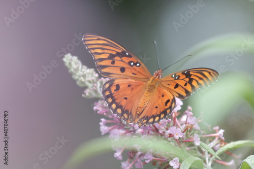 butterfly on flower