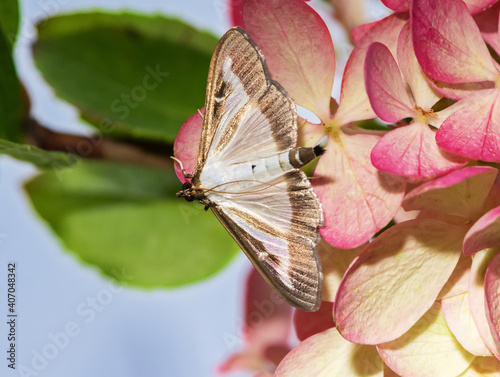 Box Tree Moth photo