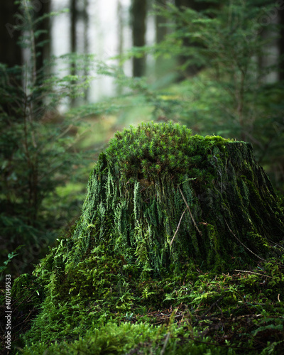 Mossy Tree Stump in British Woodland