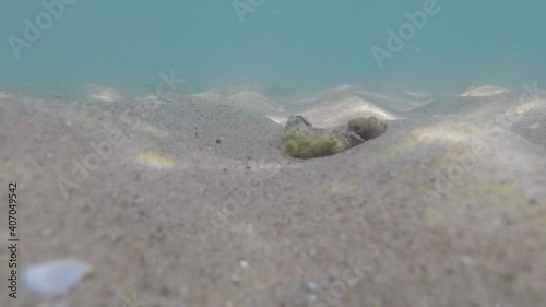 Small sea crabs at the bottom of the sea
