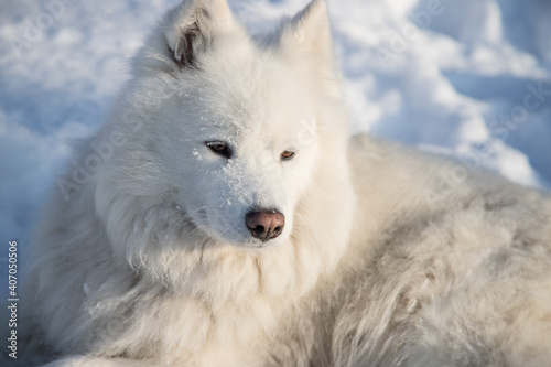 A white fluffy Samoyed dog lies on the pure white snow. Horizontal orientation