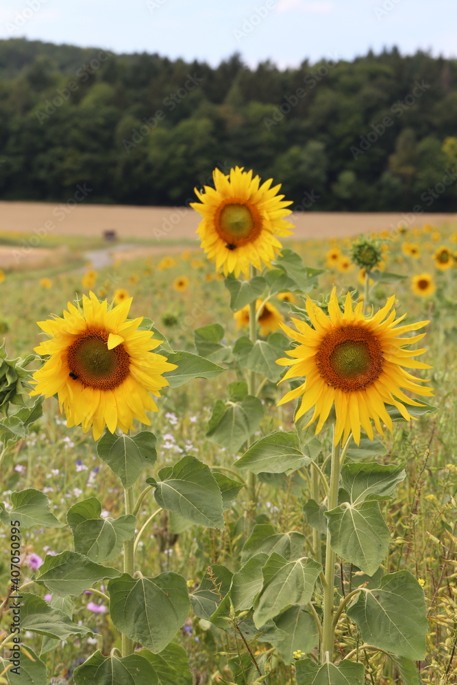 Obraz premium Gewöhnliche Sonnenblume