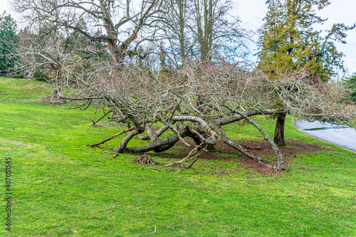 Twisted Bare Tree