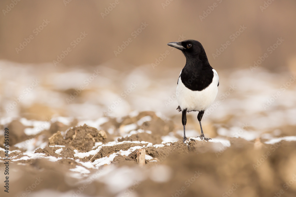 Magpie (Pica pica) or Eurasian magpie or common magpie in the fields on the ground, black white and blue corvid bird intelligent omnivorous crow in Corvidae family Magpie (Pica pica) or Eurasian magpie or common magpie in the fields on the ground, black white and blue corvid bird intelligent omnivorous crow in Corvidae family