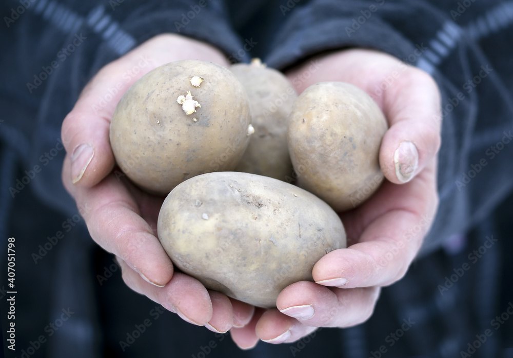 hands holding potatoes. Man's worn hands hands holding potatoes. Man's worn hands