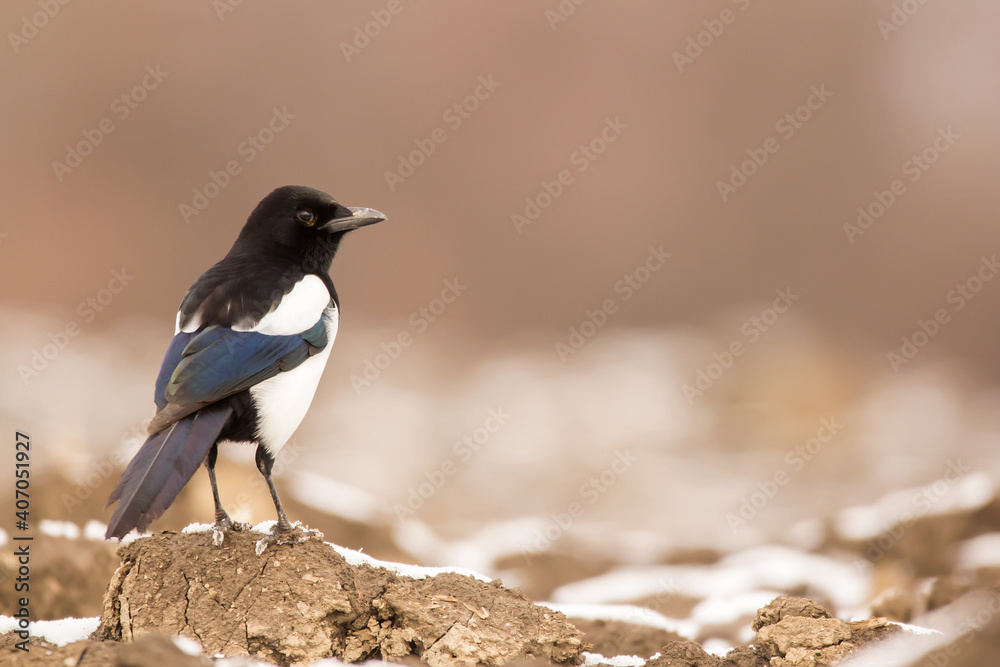 Obraz premium Magpie (Pica pica) or Eurasian magpie or common magpie in the fields on the ground, black white and blue corvid bird intelligent omnivorous crow in Corvidae family