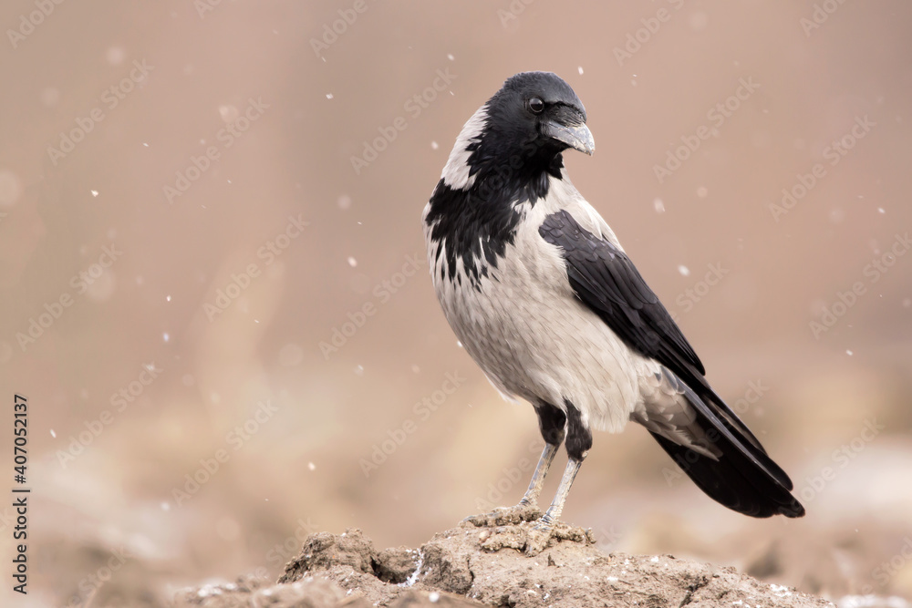 Hooded crow (Corvus cornix) or hoodie, an Eurasian large crow bird species in the Corvus genus, Corvidae family. Widely distributed black and grey crow