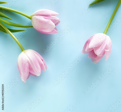 Flowers background. Pink tulips flowers on blue backdrop top view. Copy space...