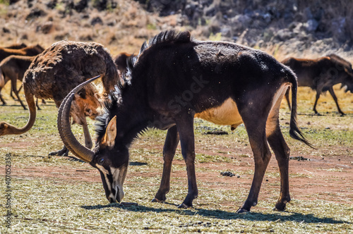 Portrait of a cute Sable Antelope in a game reserve photo