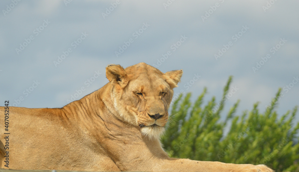 Obraz premium Closeup of a beautiful young brown African Lioness sitting idle during a safari in a nature reserve in South Africa