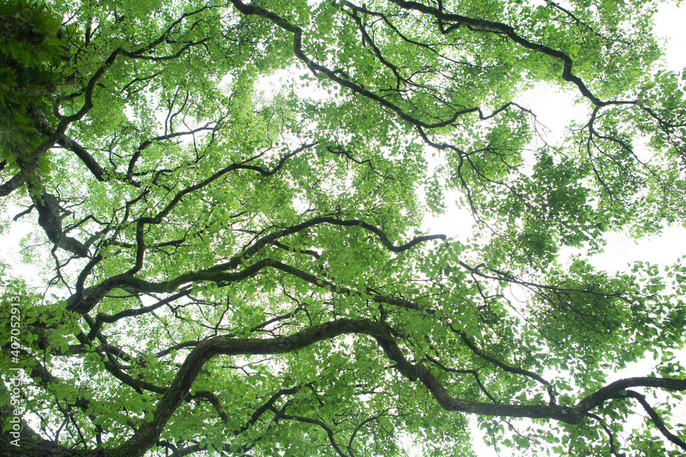Green trunks and branches Green trunks and branches