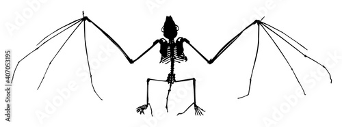 silhouette of a bat skeleton vector