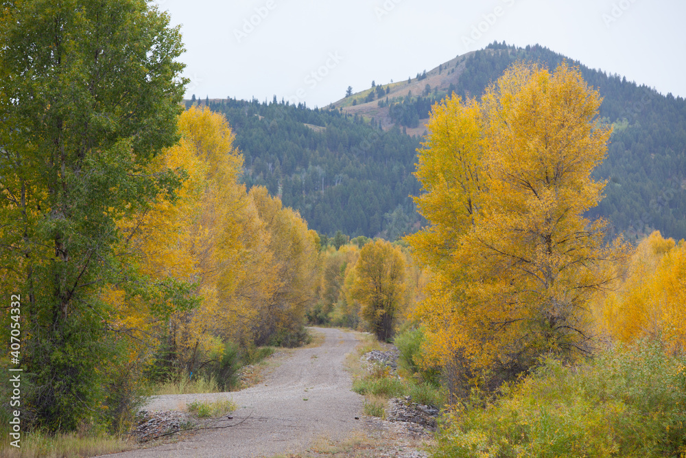 Fototapeta premium Fall Trees with a road running through them