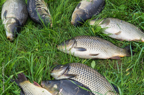 Fresh sturgeon fish and carp on green grass photo