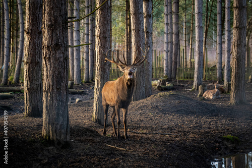 Male Fallow Deer looking directly at camera