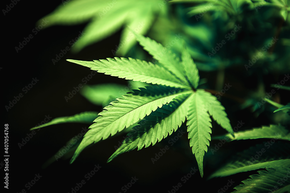 Green cannabis leaf close up on black background with sunbeam and glow. Medical marijuana cultivation. Copy space Green cannabis leaf close up on black background with sunbeam and glow. Medical marijuana cultivation. Copy space