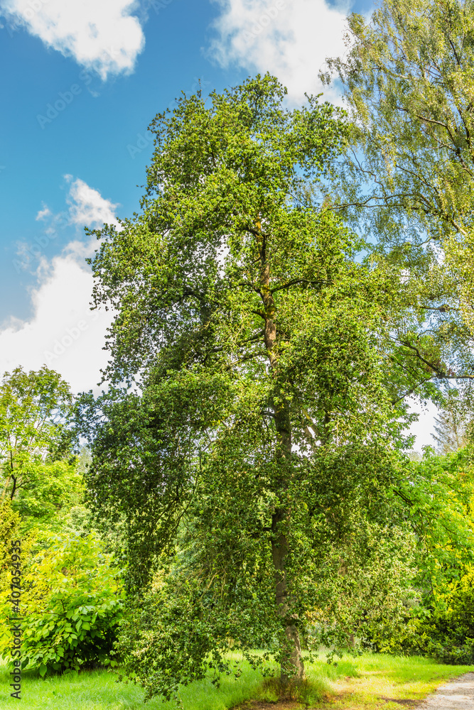 Solitaire oak tree, Quercus robur Cristata, in park Solitaire oak tree, Quercus robur Cristata, in park