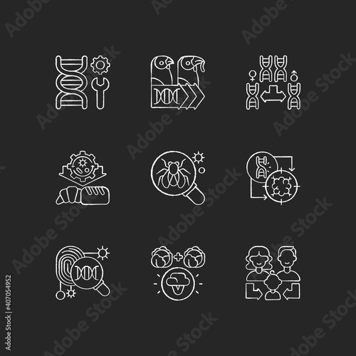 Genetics chalk white icons set on black background. Genetic engineering. Chromosome division. Selective breeding. Industrial biotechnology. Isolated vector chalkboard illustrations