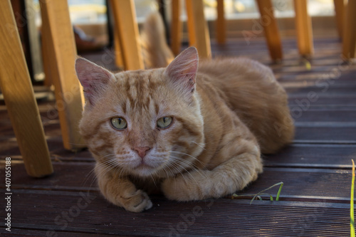 Canvastavla A sitting cat with green eyes and yellow hairs