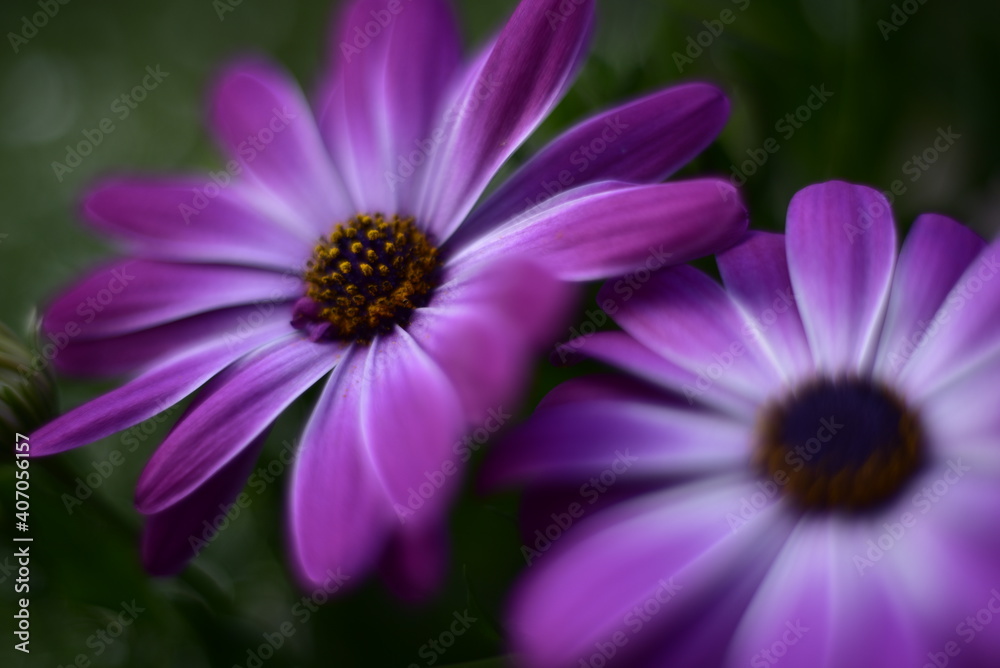 Blumenblüten in verschiedenen Farben, Cup-Körbchen, Pfingstrosen in pink, gelb, violett, oragne und weiß