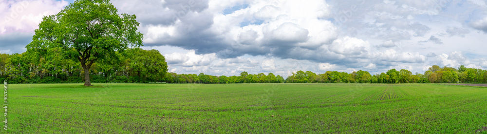Very green field with tree in Holland, Drenthe with Dutch sky in Spring