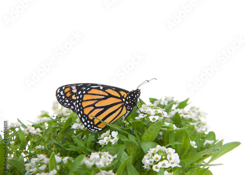 Close up of one Monarch Butterfly on white alyssum flowers  profile view. Isolated on white.
