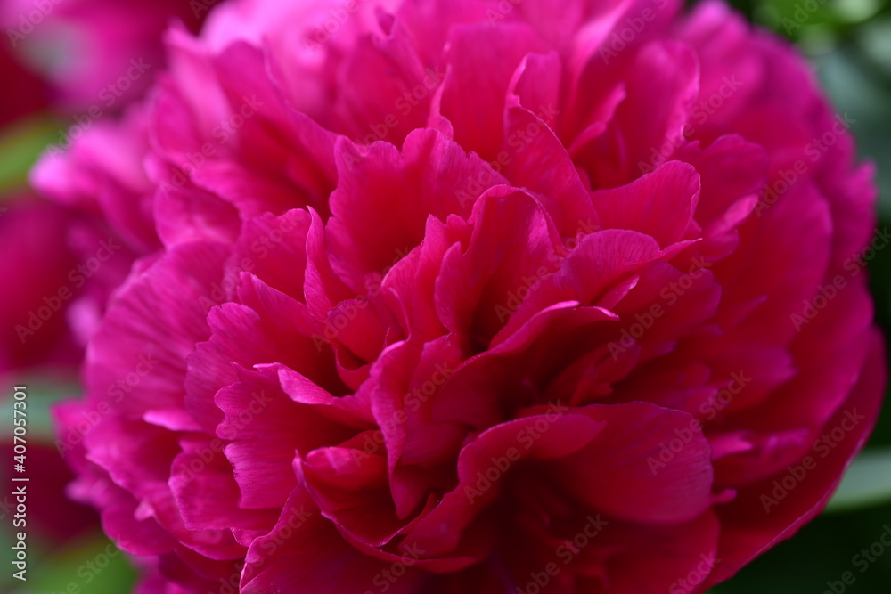 Blumenblüten in verschiedenen Farben, Cup-Körbchen, Pfingstrosen in pink, gelb, violett, oragne und weiß Blumenblüten in verschiedenen Farben, Cup-Körbchen, Pfingstrosen in pink, gelb, violett, oragne und weiß
