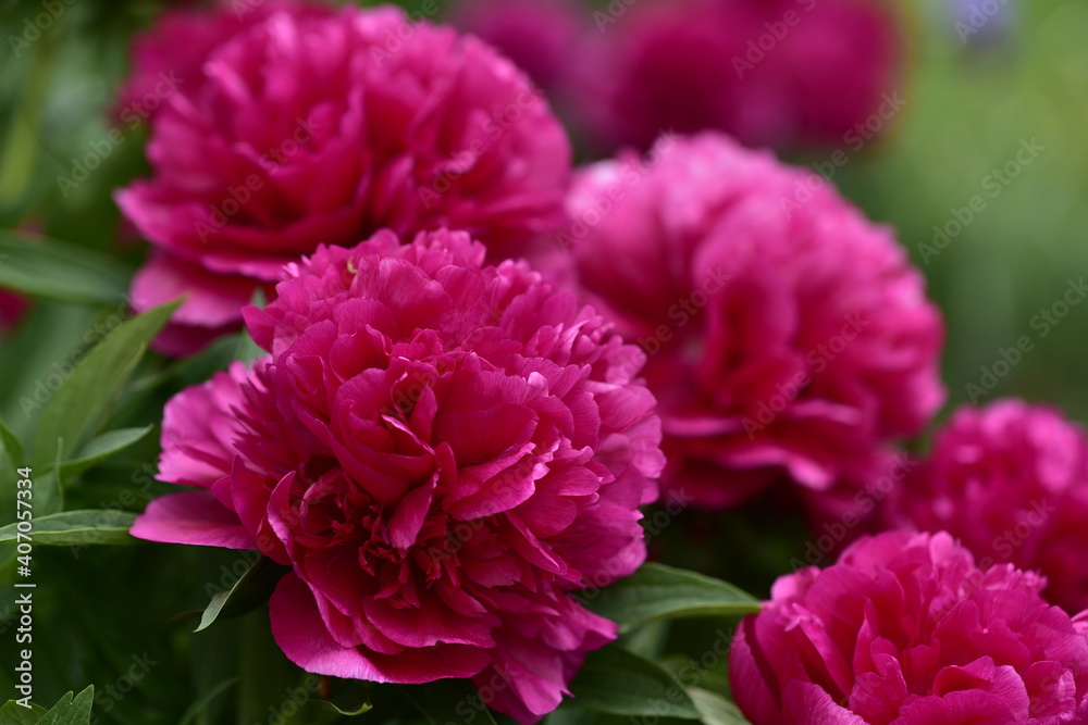 Blumenblüten in verschiedenen Farben, Cup-Körbchen, Pfingstrosen in pink, gelb, violett, oragne und weiß Blumenblüten in verschiedenen Farben, Cup-Körbchen, Pfingstrosen in pink, gelb, violett, oragne und weiß