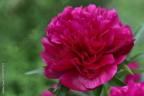 Blumenbl  ten in verschiedenen Farben  Cup-K  rbchen  Pfingstrosen in pink  gelb  violett  oragne und wei  
