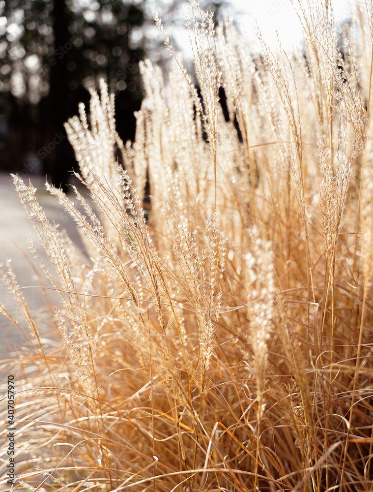 Fototapeta premium Pampasgras