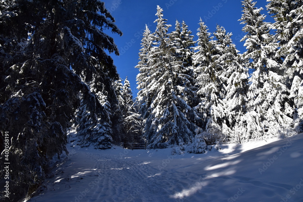 Fototapeta premium Winterlandschaft