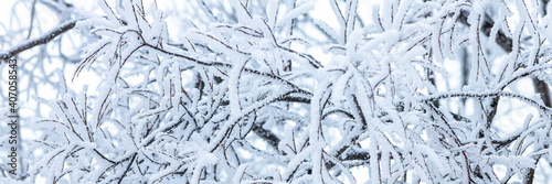 Snow and rime ice on the branches of bushes. Beautiful winter background with trees covered with hoarfrost. Plants in the park are covered with hoar frost. Cold snowy weather. Cool frosting texture.