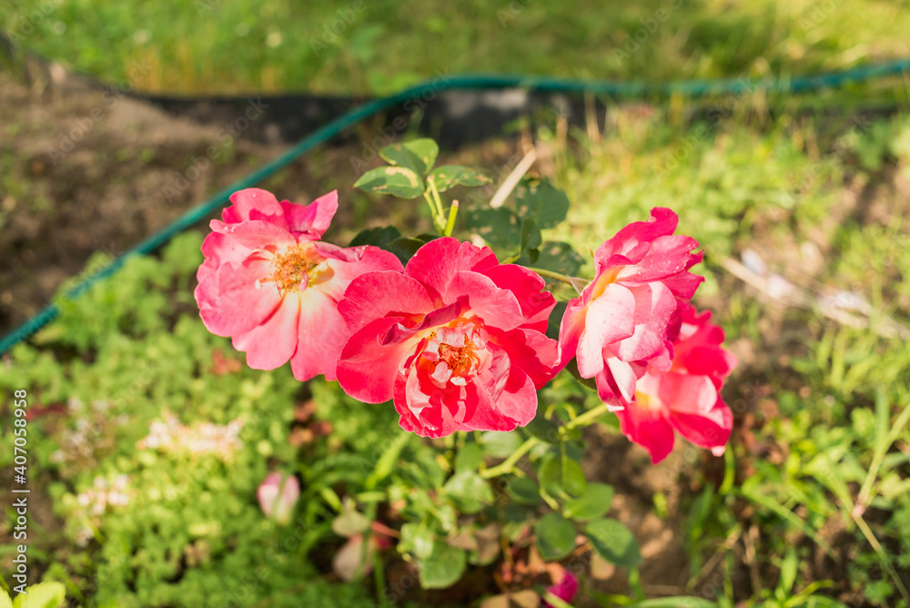 Rose plant with pink flowers in the summer garden. Sunny day