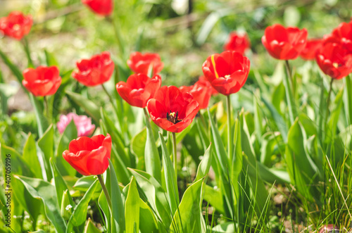 Spring red tulips blooming in the garden.