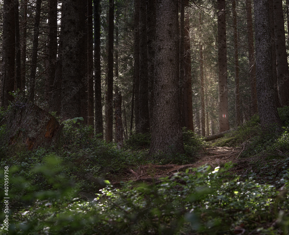 Fototapeta premium Small footpath through forest in early morning in summer.