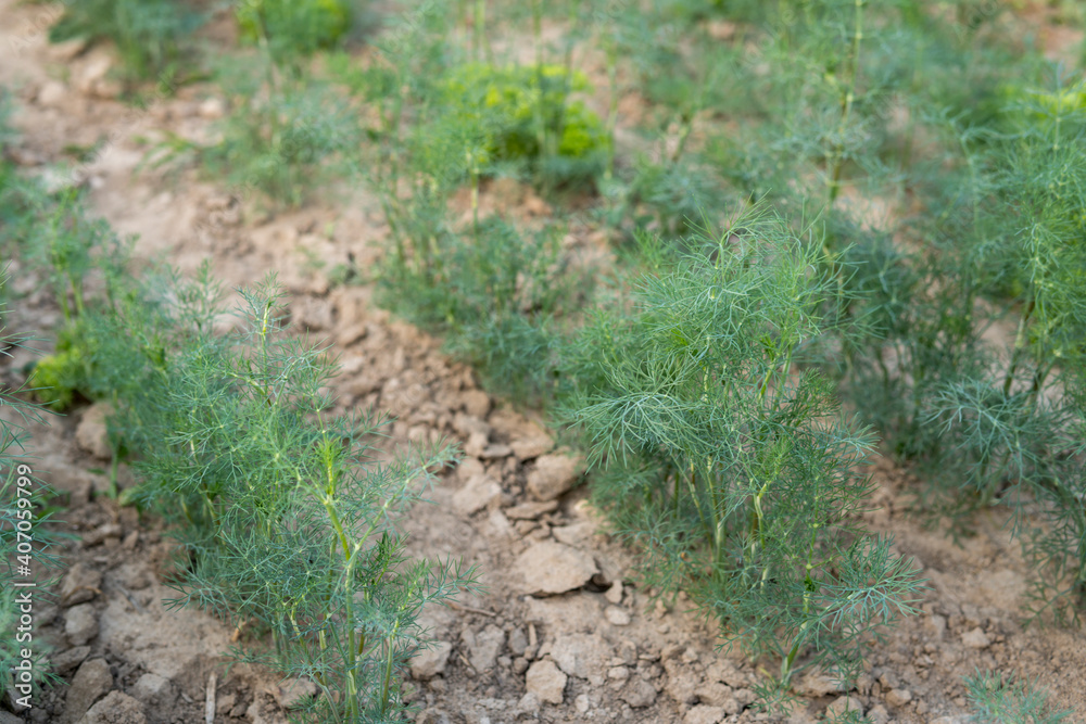 dill growing in the field dill growing in the field